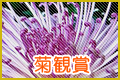 菊鑑賞