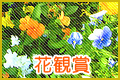 花鑑賞