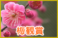 梅鑑賞