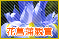 花菖蒲鑑賞